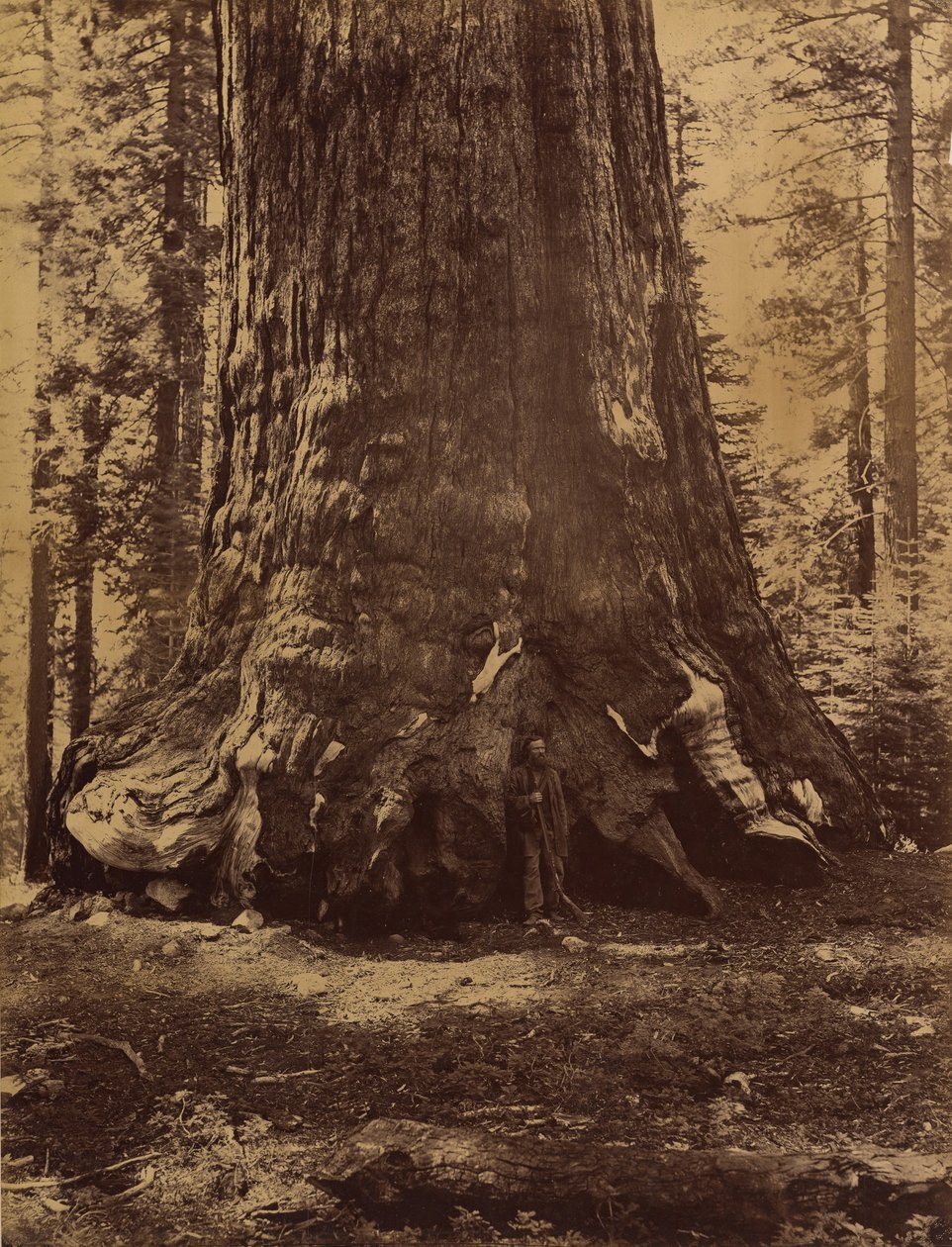 Sectie van de Grizzly Giant met Galen Clark, Mariposa Grove, Yosemite, 1865-66 door Carleton Emmons Watkins