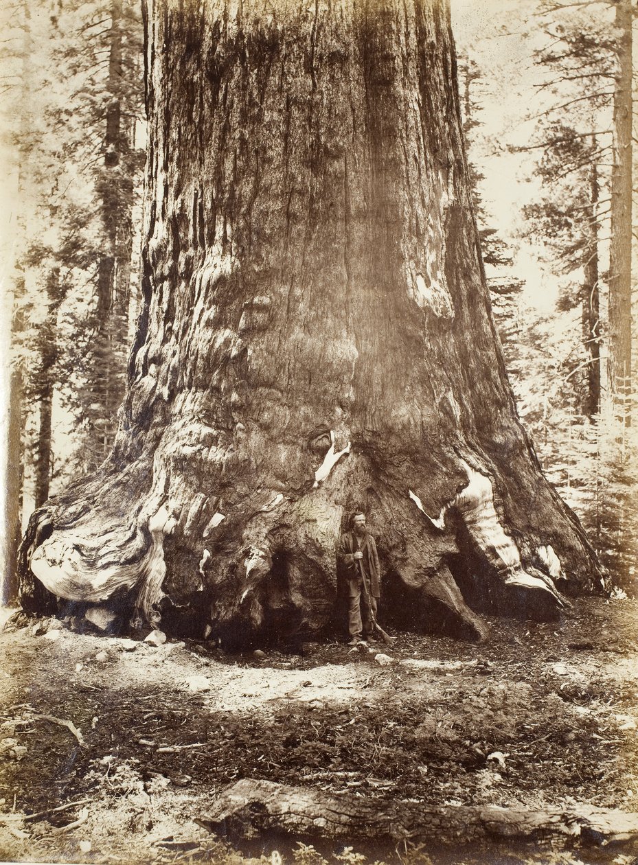 Sectie van de Grizzly Giant met Galen Clark, Mariposa Grove, Yosemite, 1865-66 door Carleton E. Watkins