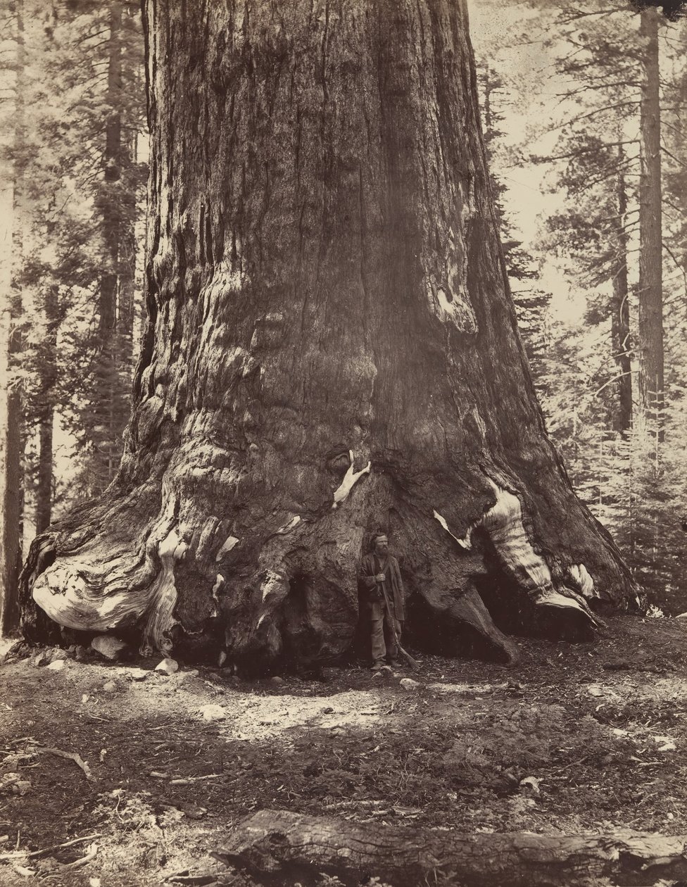 Sectie van de Grizzly Giant met Galen Clark, Mariposa Grove, Yosemite, 1865-66, gedrukt ca. 1876 door Carleton Emmons Watkins