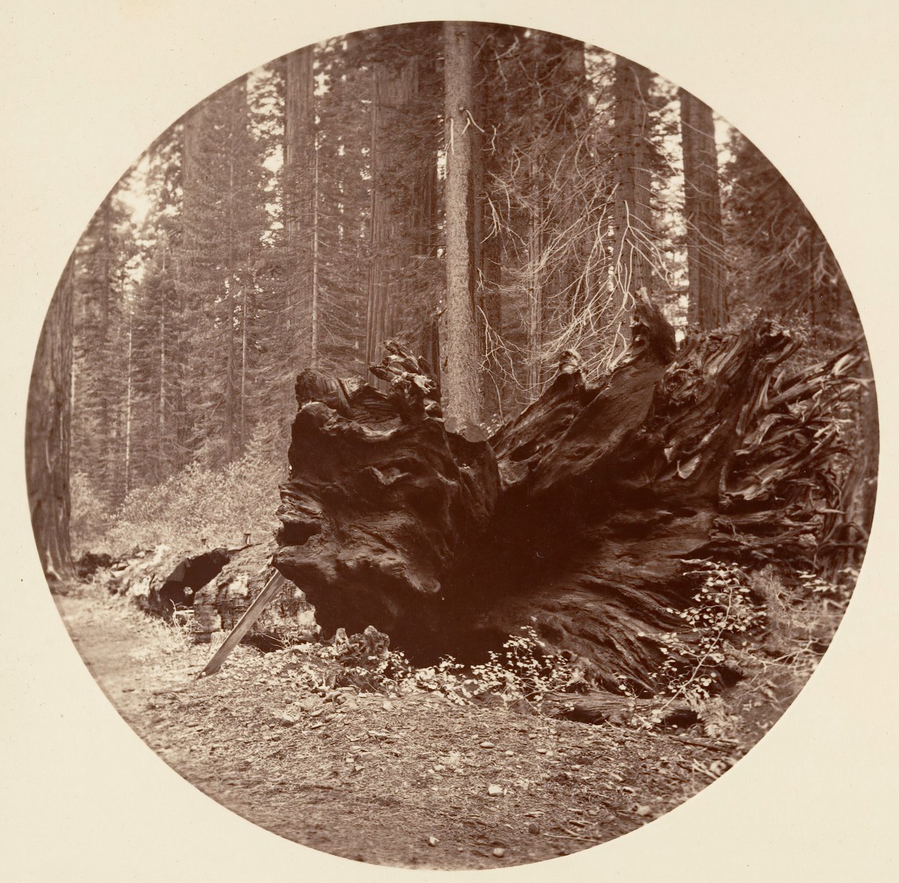De Vader van het Woud 450 ft C. Grove, ca. 1878 door Carleton Emmons Watkins