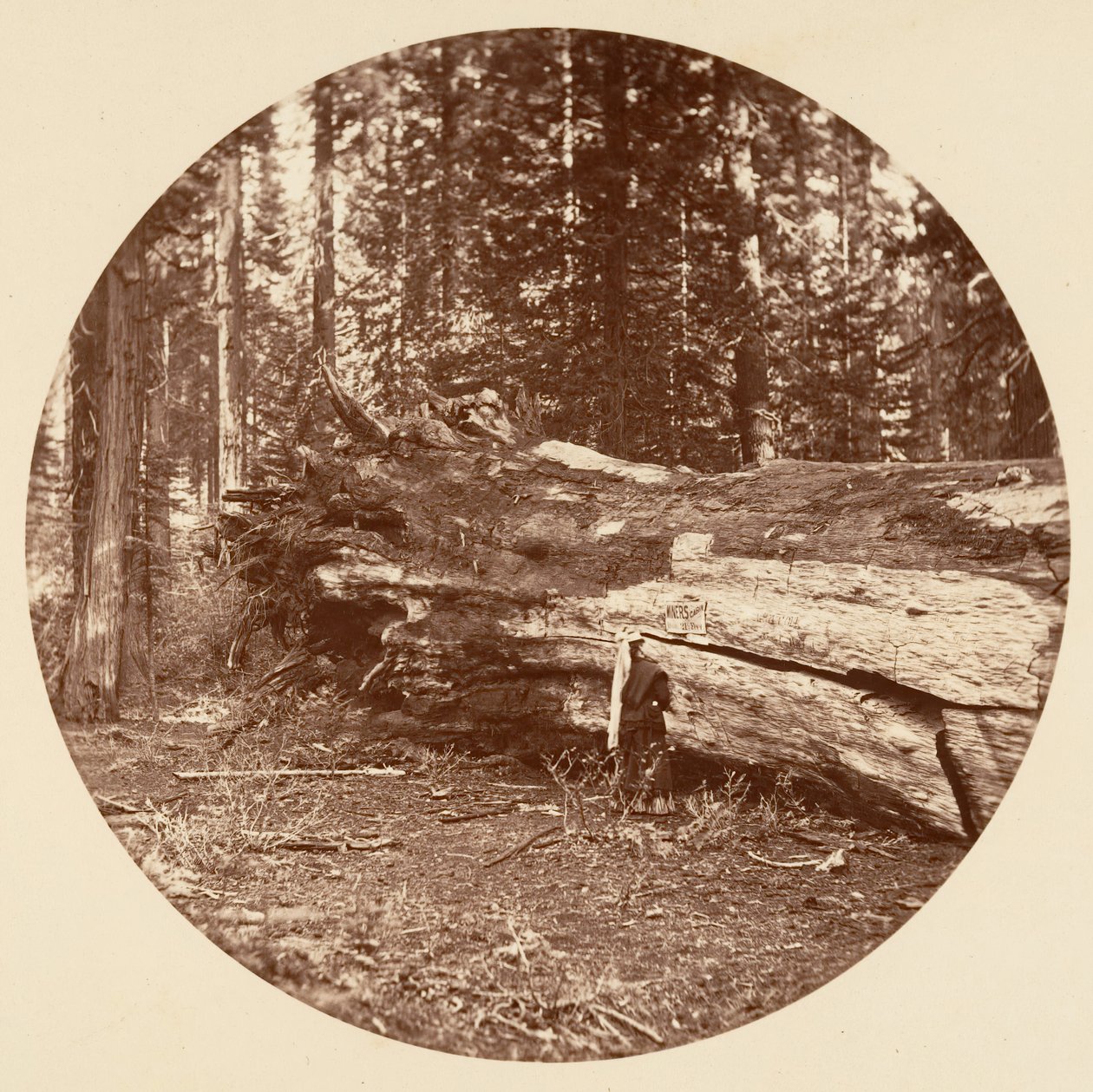 De mijnwerkershut - Calaveras Grove, ca. 1878 door Carleton Emmons Watkins