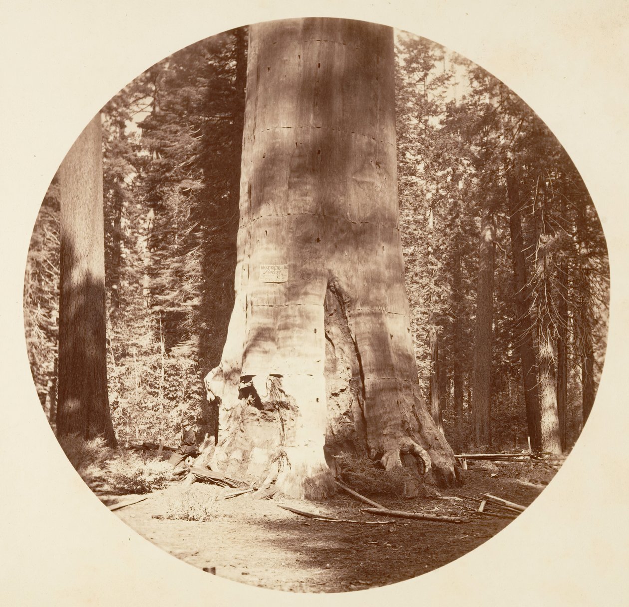 De moeder van het bos - Calaveras Grove door Carleton Emmons Watkins
