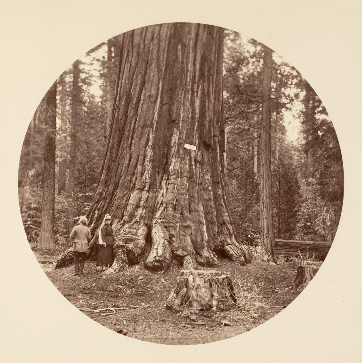 De Trots van het Bos - Calaveras Grove, ca. 1878 door Carleton Emmons Watkins