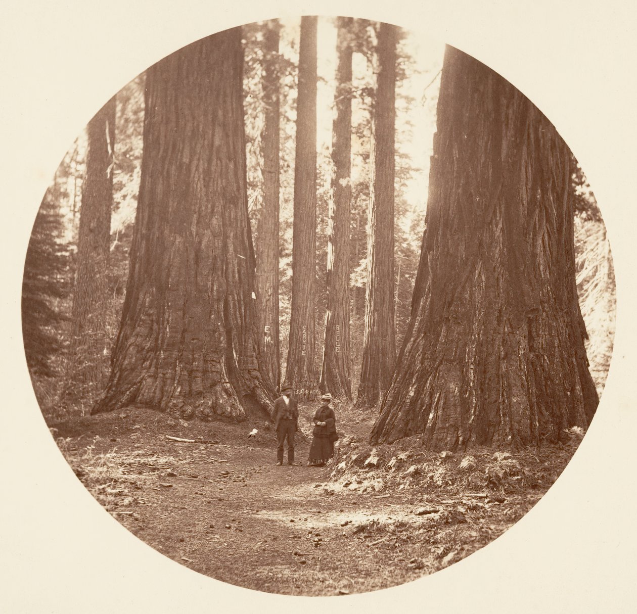 De Drie Gratiën Gezien door de Bryant en Seward Calaveras Grove door Carleton Emmons Watkins