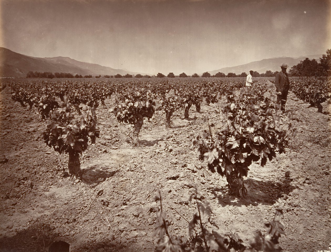 Wijngaard van Camulos Ranch, 1876 door Carleton Emmons Watkins