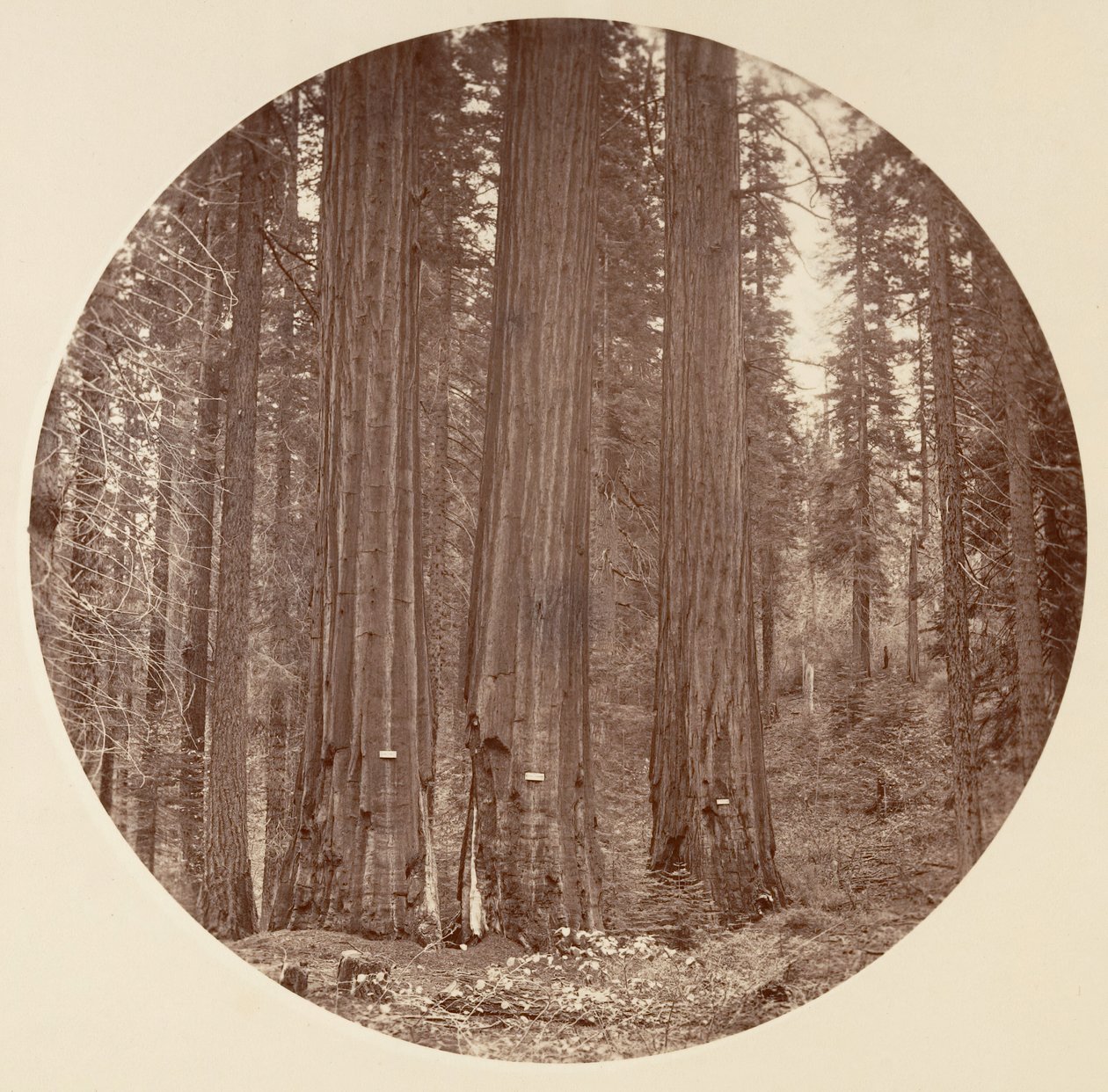 [Yosemite National Park, Californië], ca. 1878 door Carleton Emmons Watkins