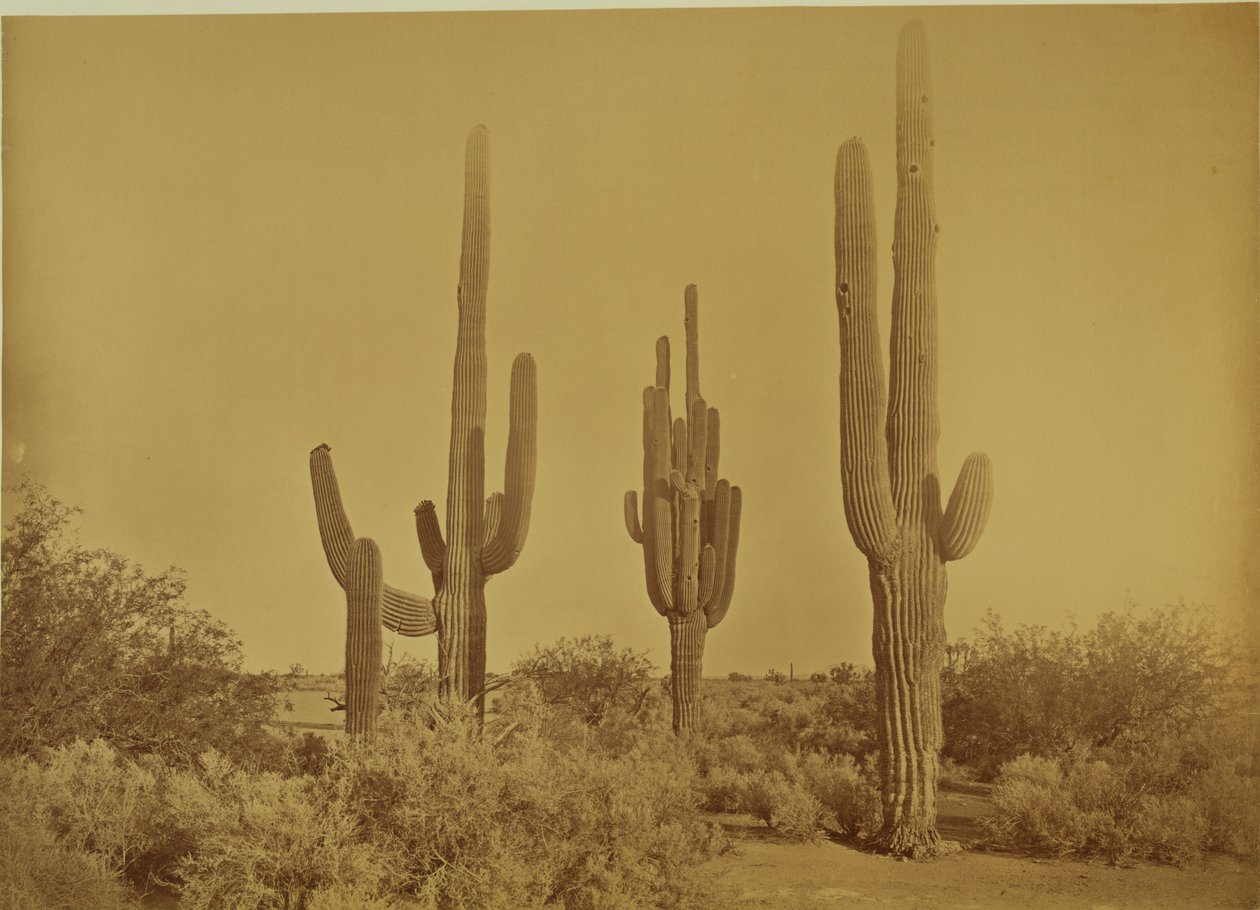 [Cactus, Arizona - Cereus Giganteus]. door Carleton Watkins