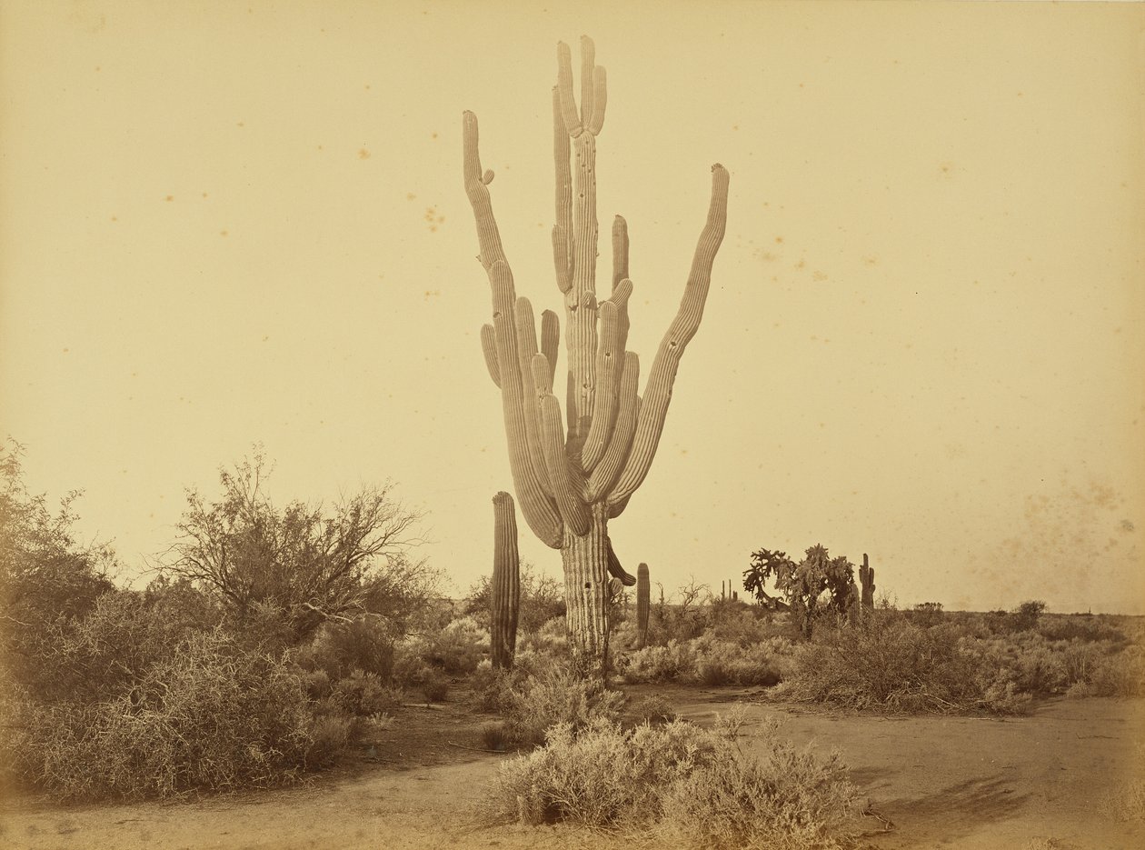 [Cereus giganteus, S.P.R.R., Arizona.] door Carleton Watkins