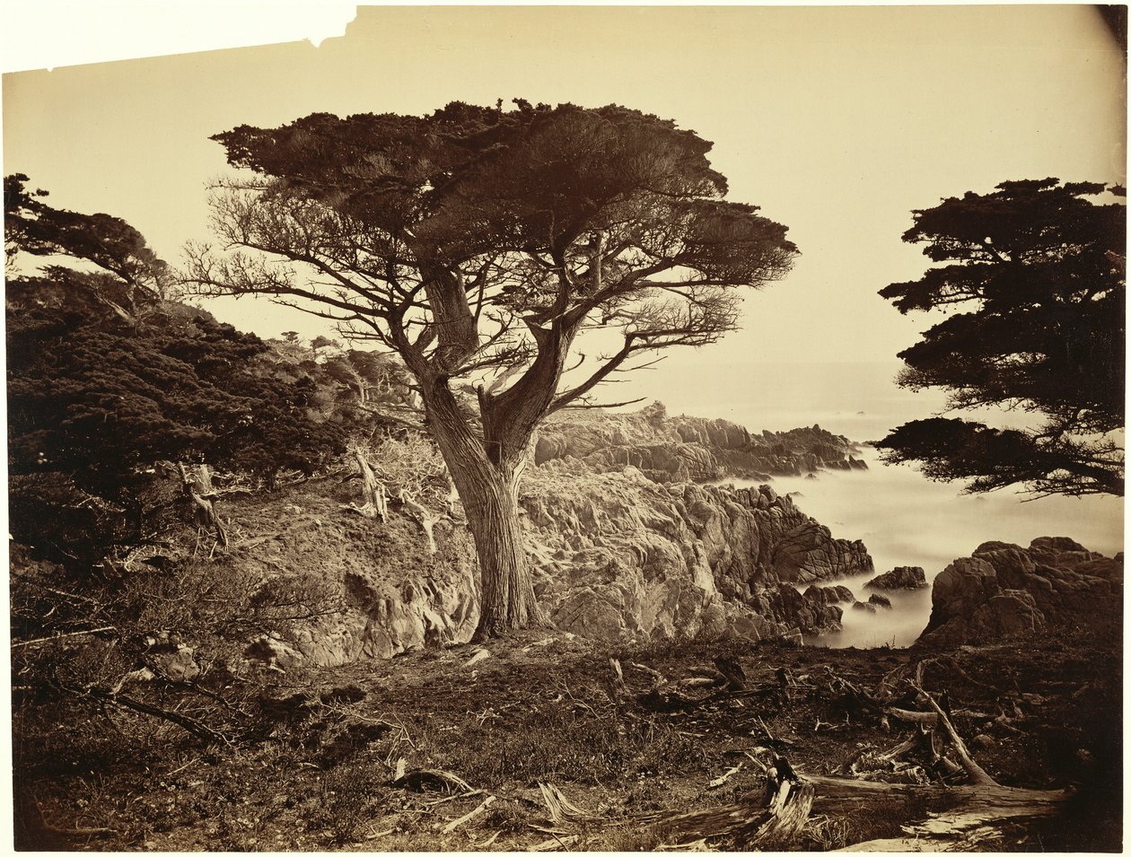 [Cypress Point, Monterey] door Carleton Watkins
