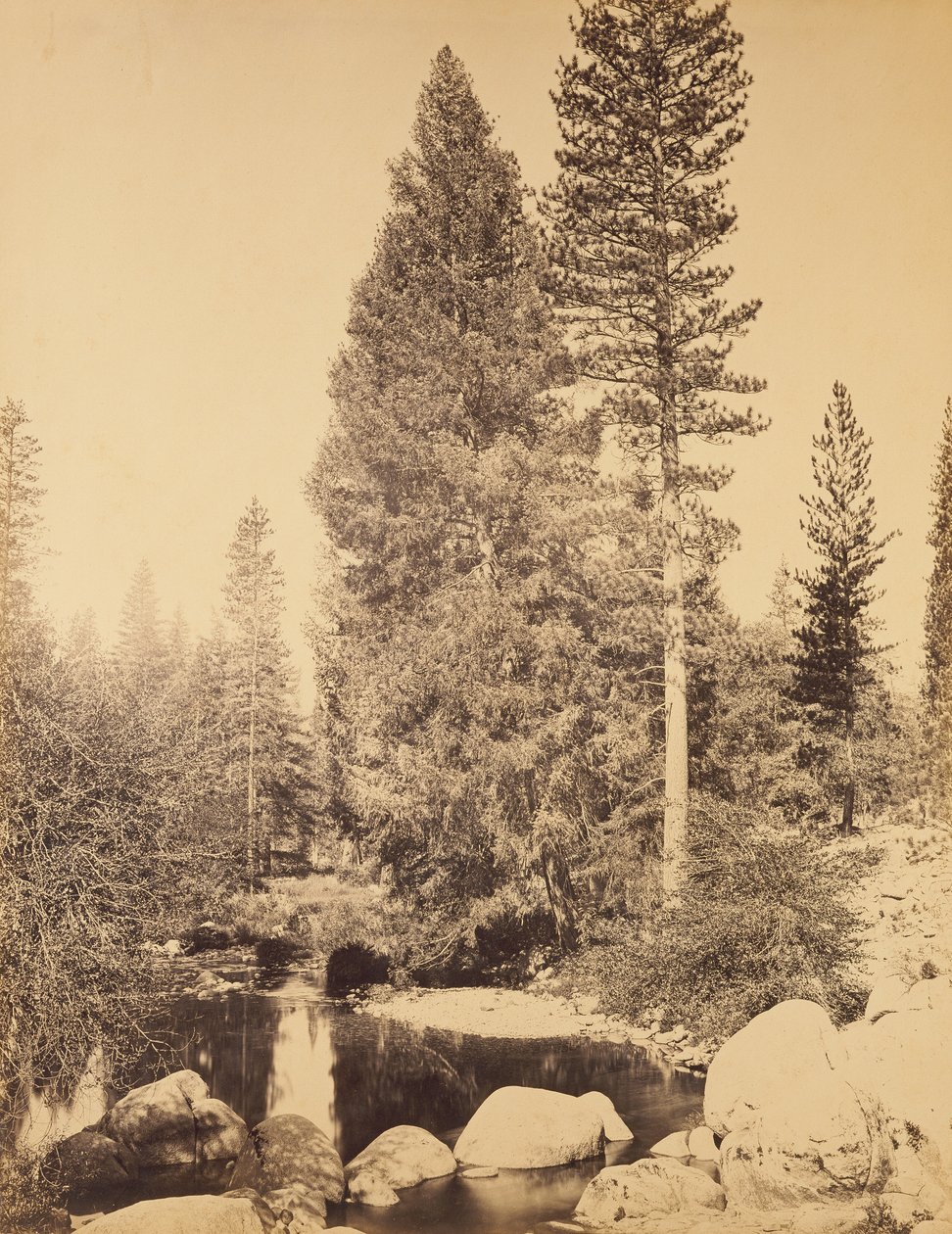 [Douglasspar bij Clarks] / [De douglasspar] door Carleton Watkins