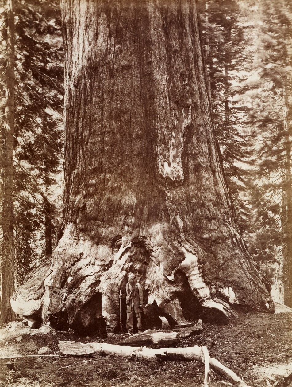 Grizzly Giant Diameter 33 Ft. Mariposa Grove door Carleton Watkins