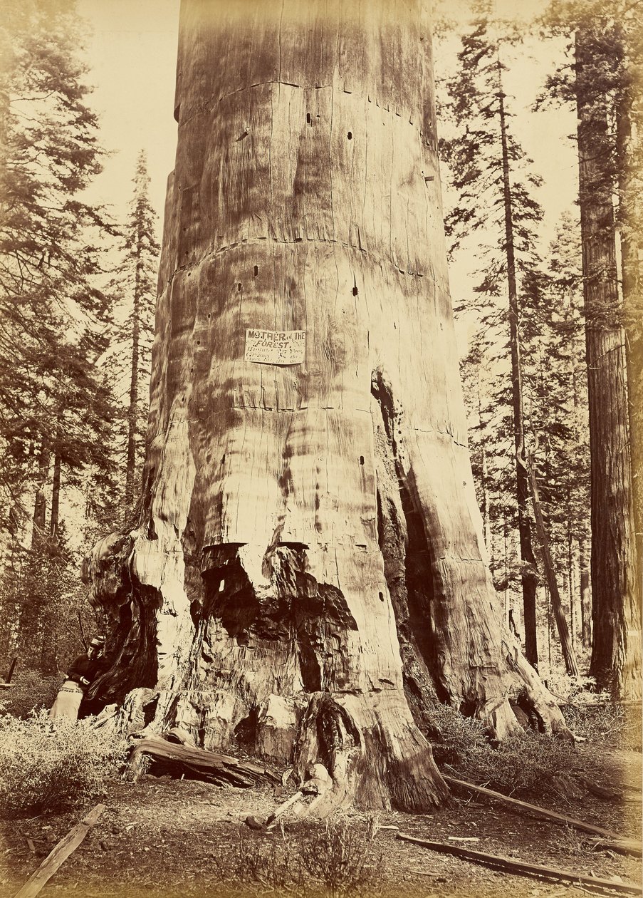 [Moeder van het bos, 221 voet hoog] door Carleton Watkins