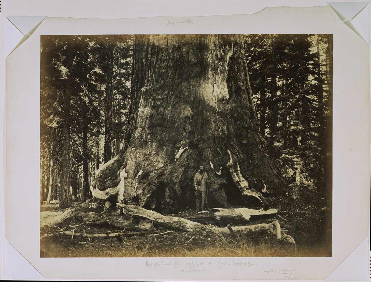 [Deel van de stam van de "Grizzly Giant" met Clark - Mariposa Grove - 33 voet diameter] door Carleton Watkins