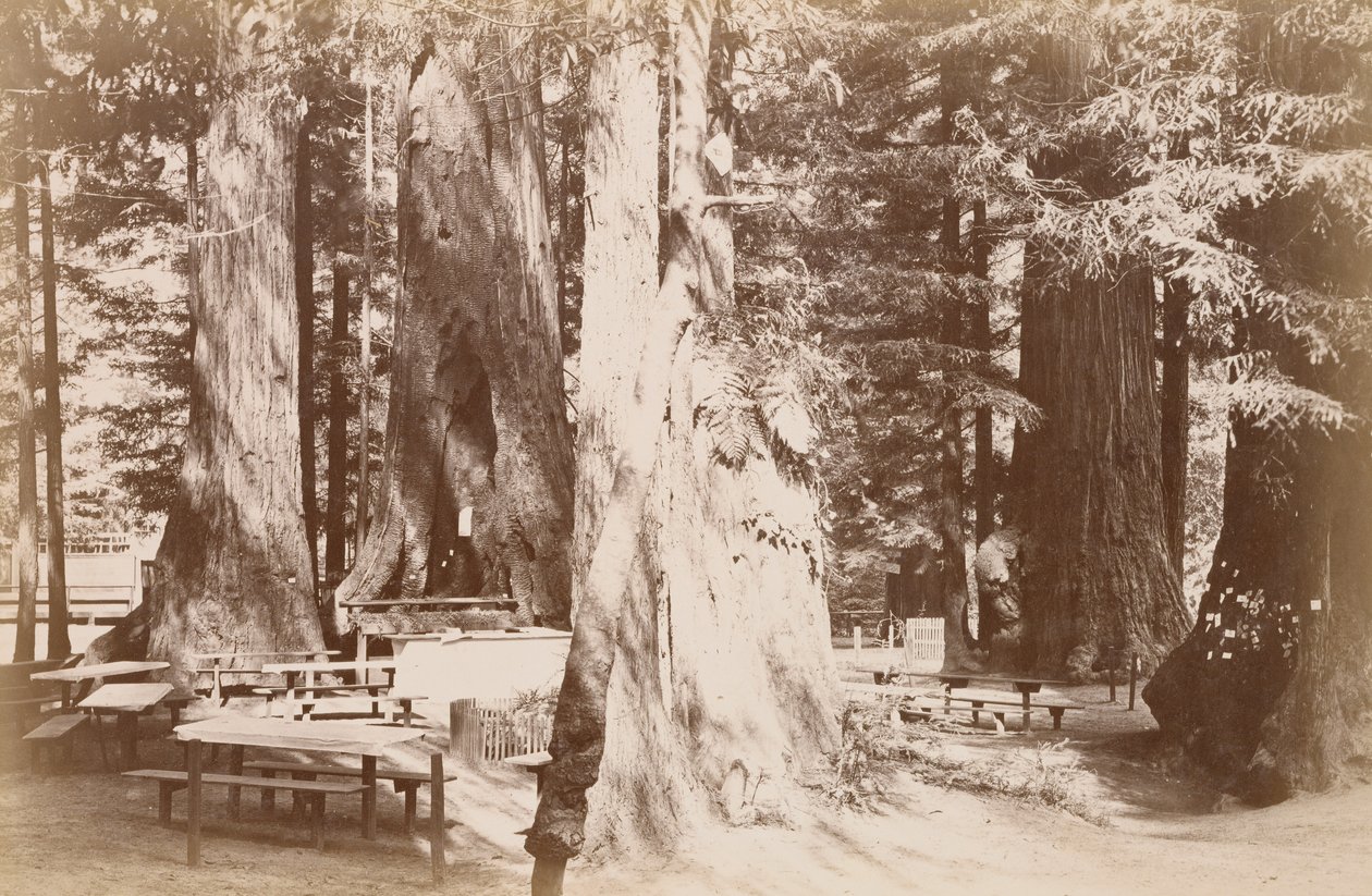 [Picknicktafel in een sequoiabosje] door Carleton Watkins