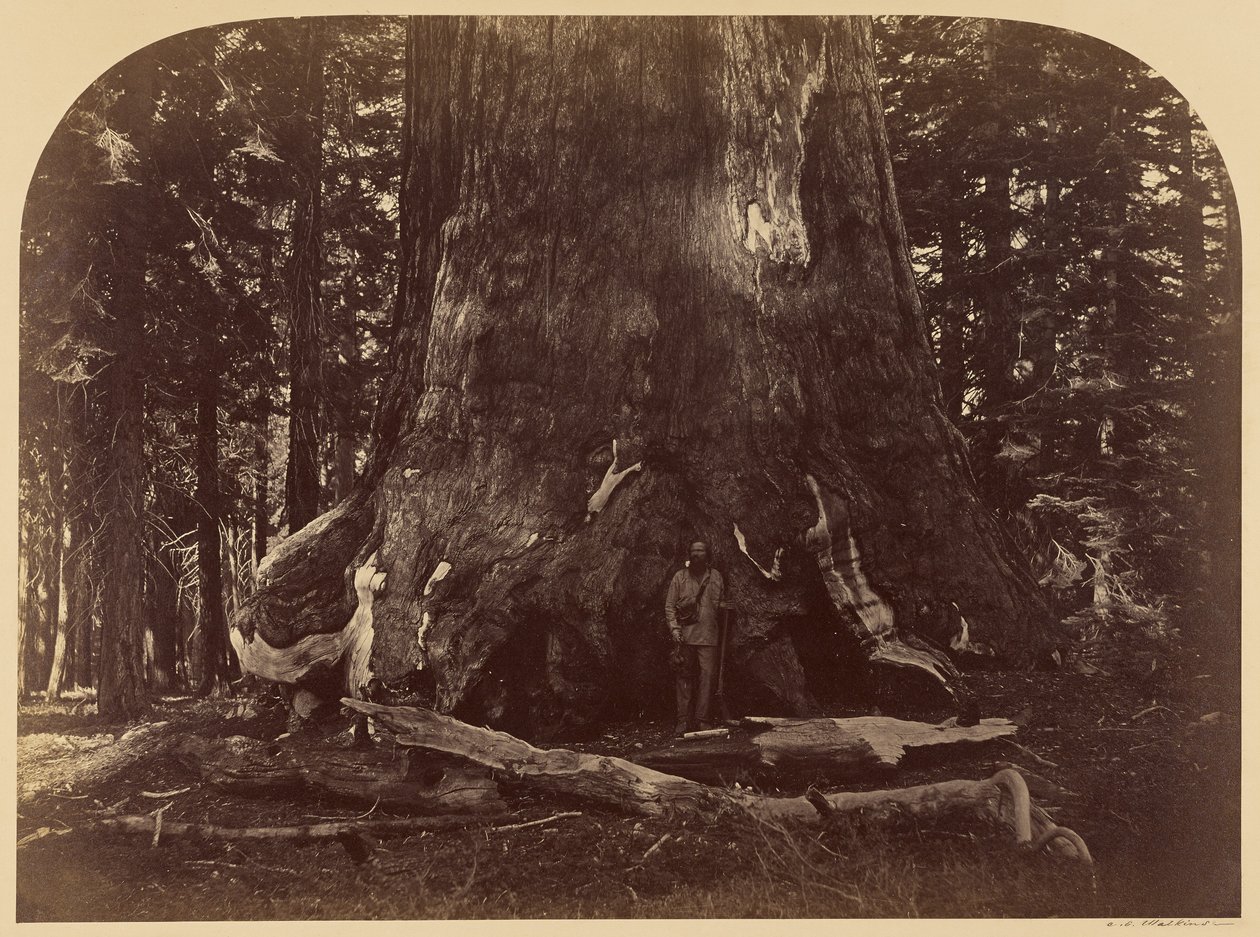 Doorsnede van de Grizzly Giant, Mariposa Grove, 33 voet diameter door Carleton Watkins