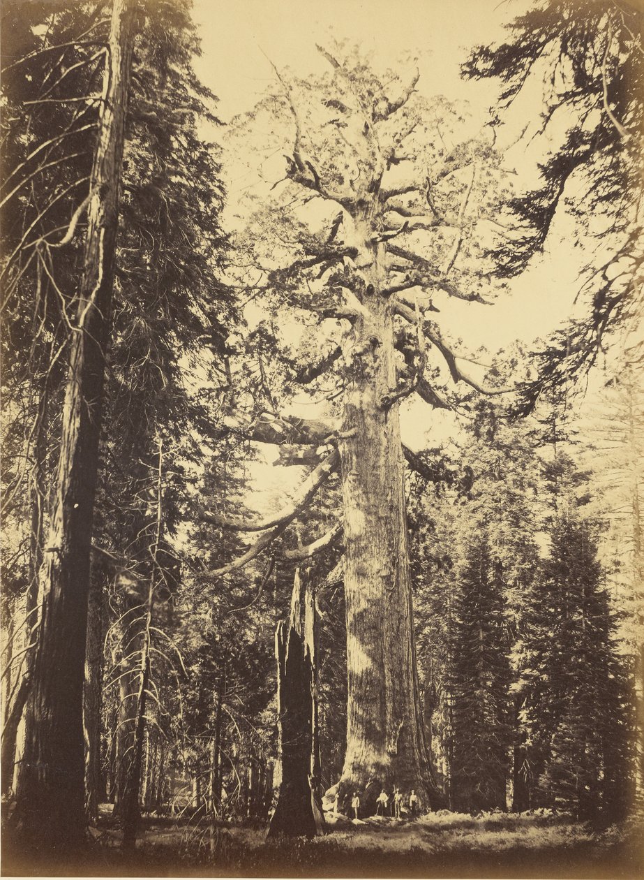 Sequoia gigantea - "Grizzly Giant" - Mariposa Grove door Carleton Watkins