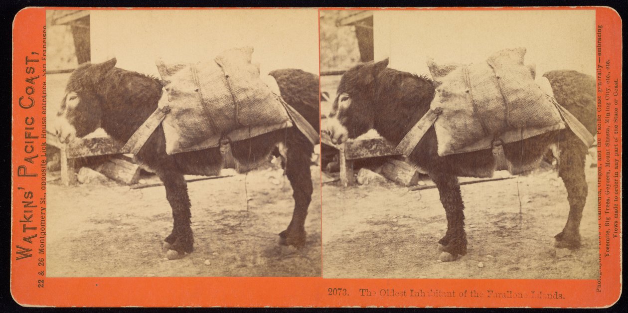 De oudste inwoner van de Farallone-eilanden door Carleton Watkins