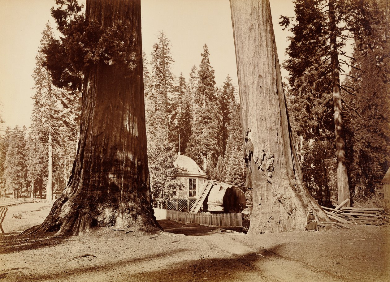 De Paviljoenstronk gezien door de Sentinelbomen, Calaveras Grove door Carleton Watkins