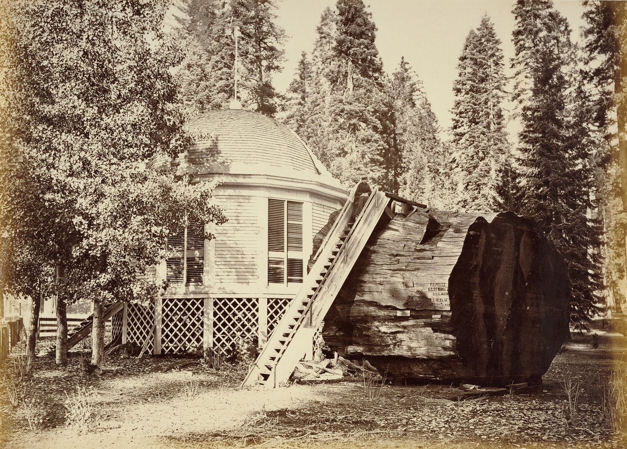Het paviljoen op de stronk, 28 voet diameter door Carleton Watkins