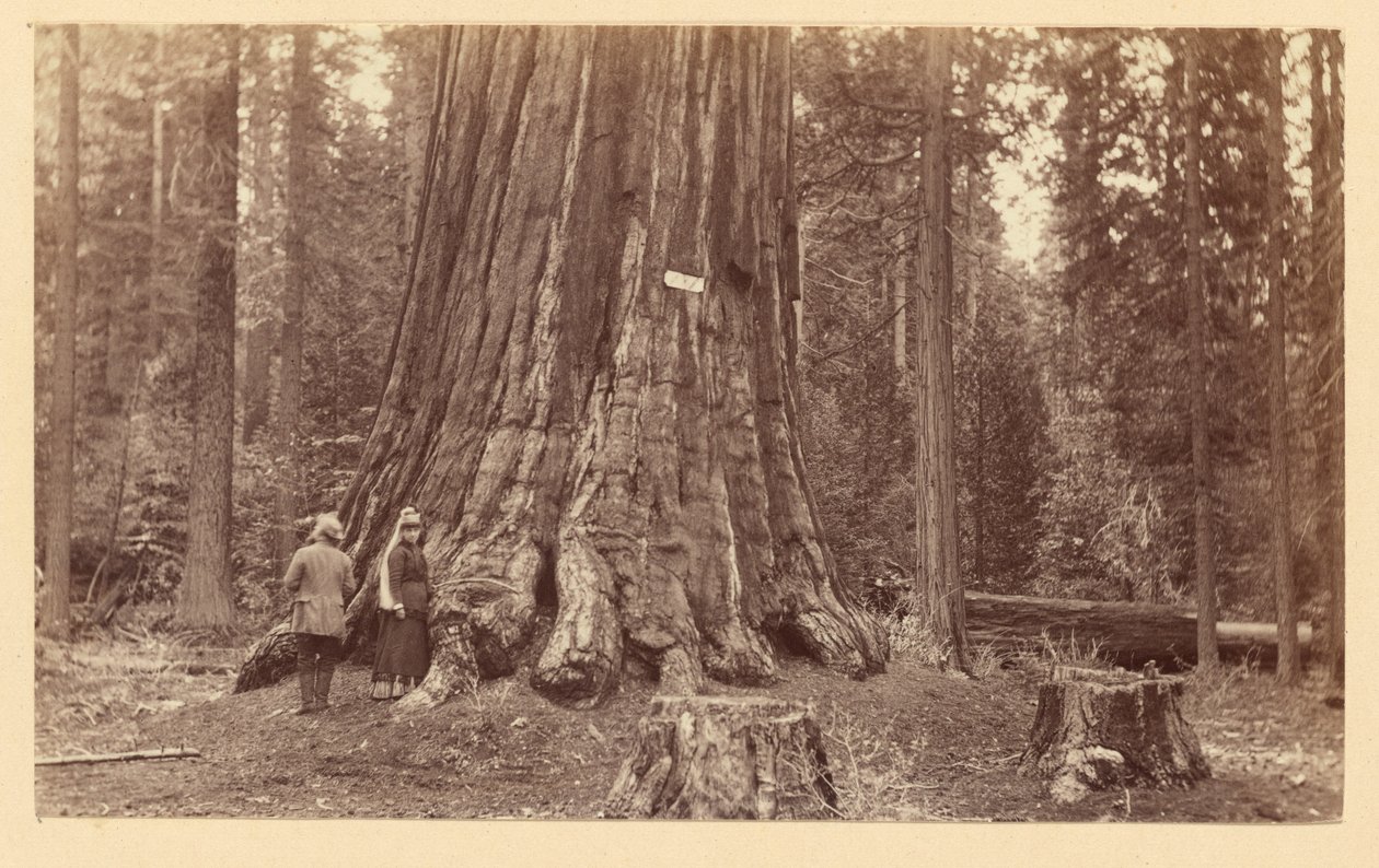 [De trots van het bos, Calaveras Grove] door Carleton Watkins