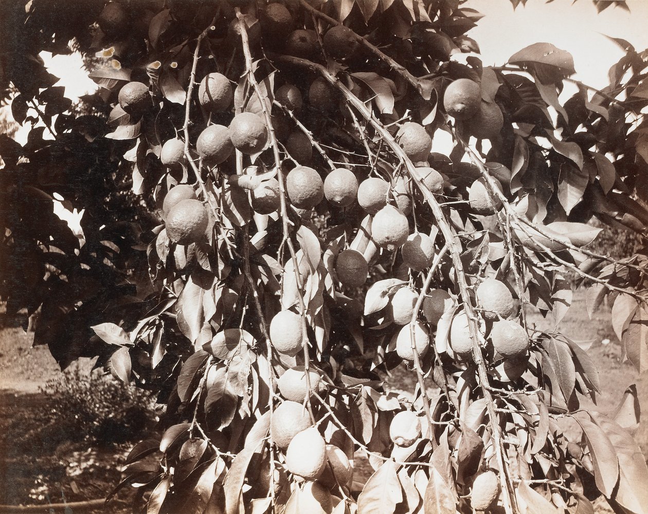 Zonder titel [fruit op boom] door Carleton Watkins