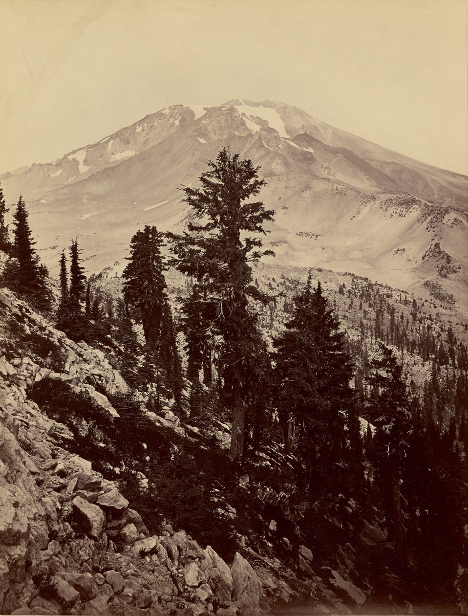 [Williamsonii, Mount Shasta] door Carleton Watkins