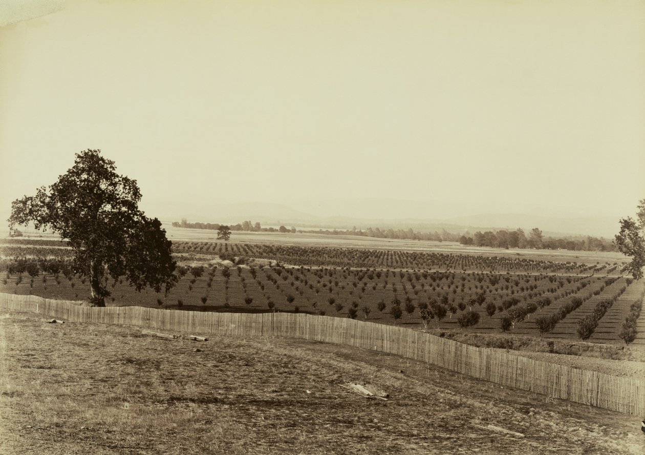 [Jonge boomgaard, Palermo, Butte County] door Carleton Watkins
