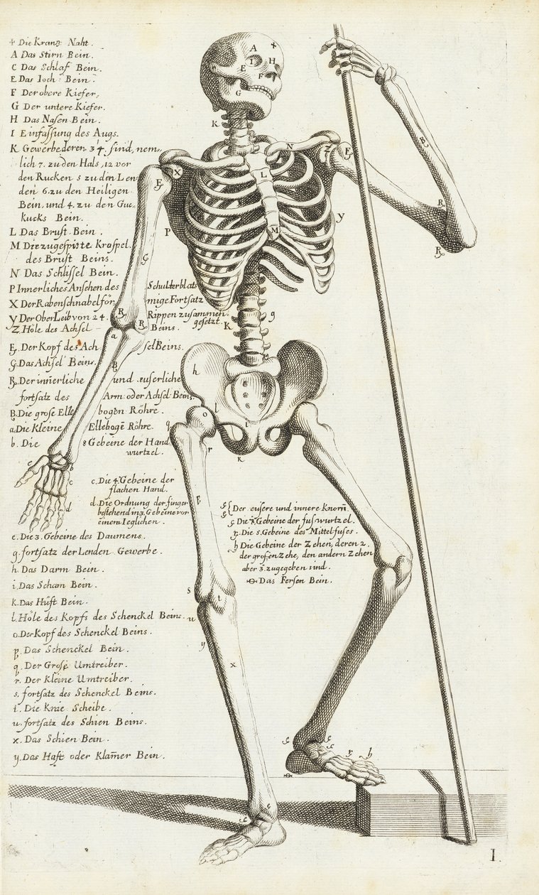 Anatomische Studie van het Menselijk Skelet door Carlo Cesi door Carlo Cesi