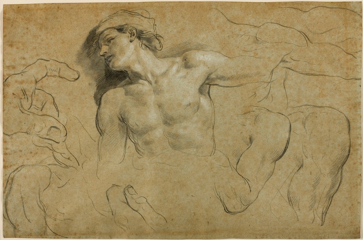 Studies van handen, schouders en een been door Carlo Cignani