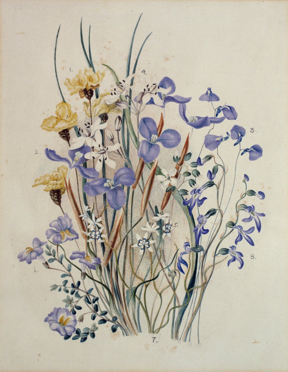 Lentebloemen, 19e eeuw door Caroline Louisa Meredith