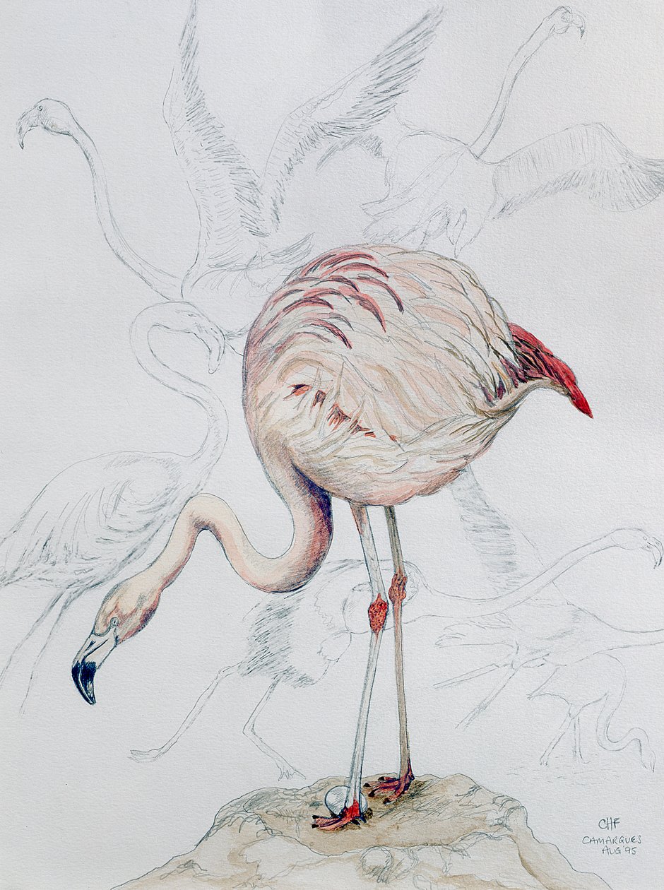 Flamingo door Carolyn Hubbard Ford