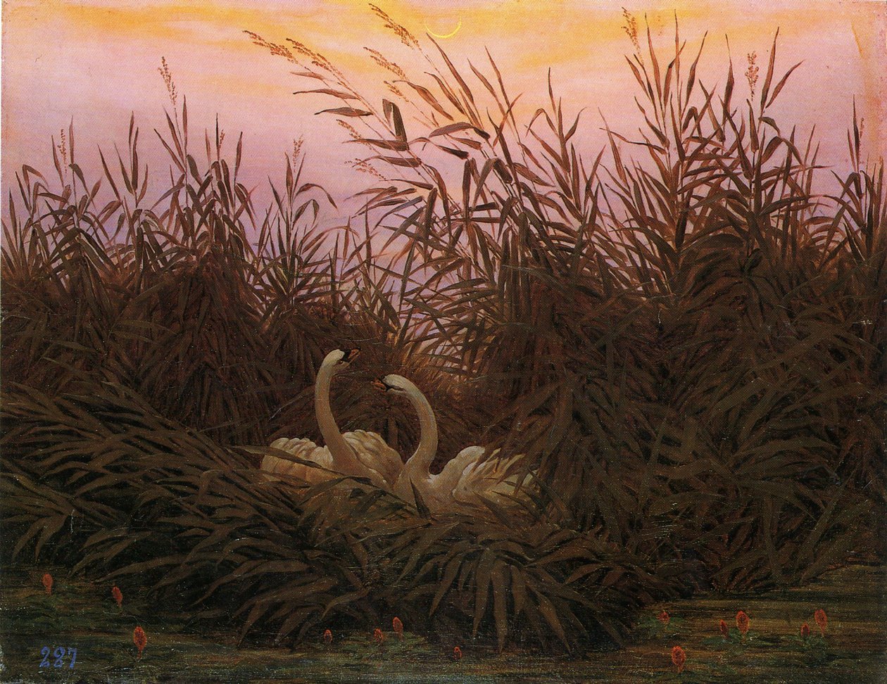 Duits: Schwäne im Schilf beim ersten Morgenrot Zwanen in het riet bij de eerste dageraad door Caspar David Friedrich