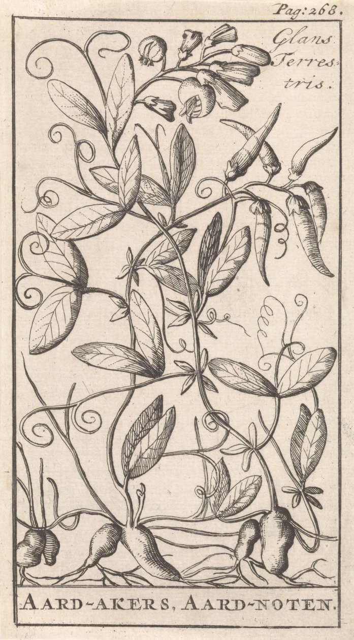 Aardaker door Caspar Luyken