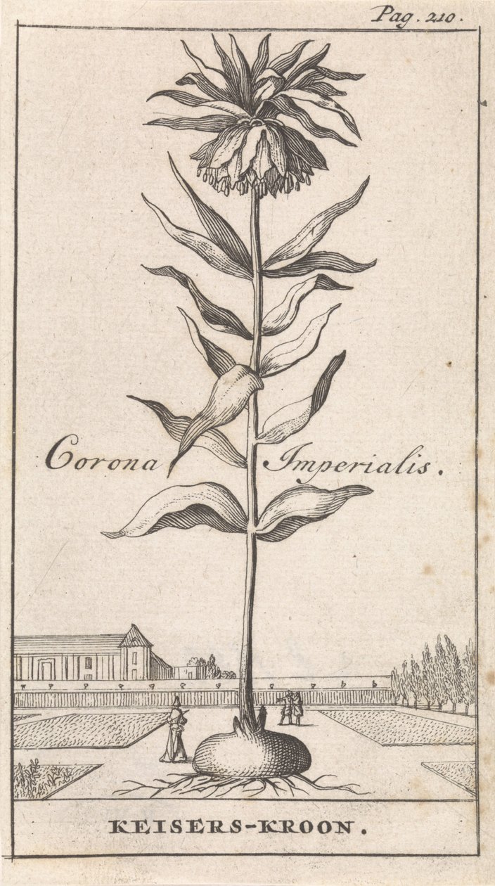 Keizerskroon door Caspar Luyken