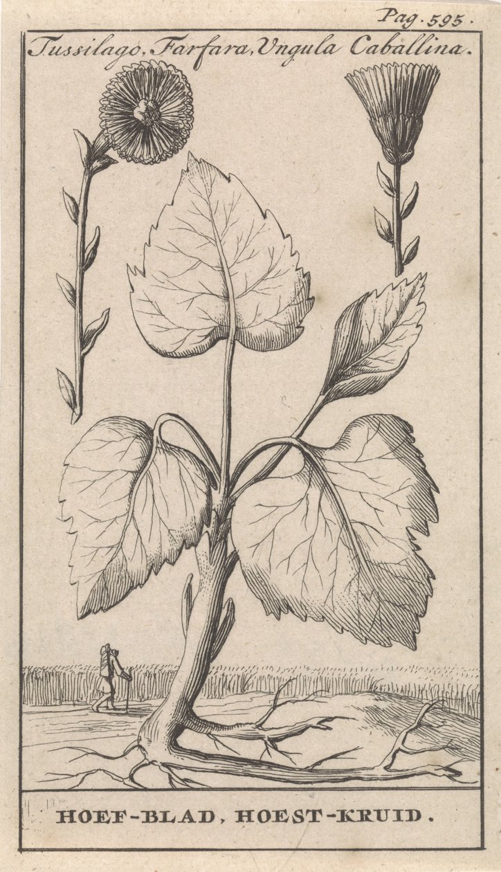 Klein hoefblad met hoestkruid door Caspar Luyken