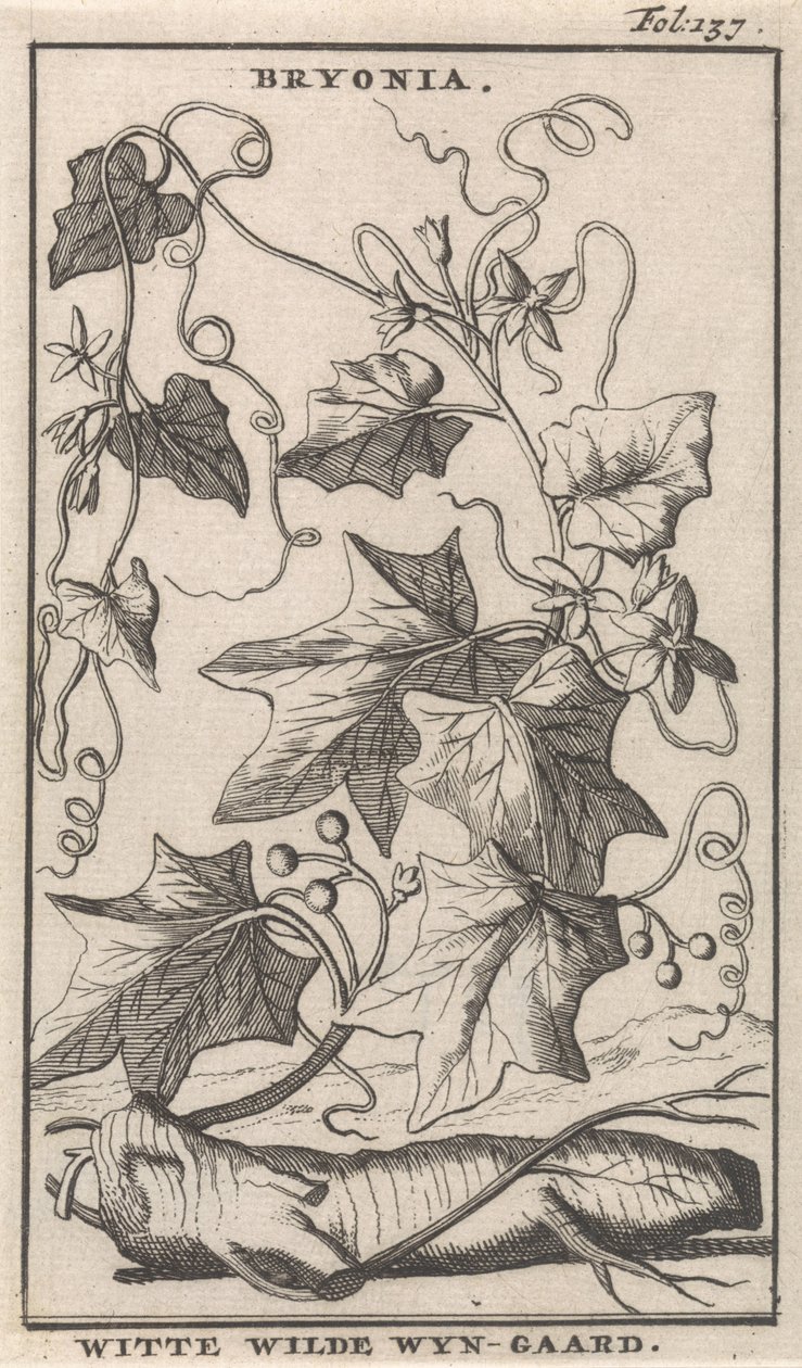 Witte heggenrank door Caspar Luyken