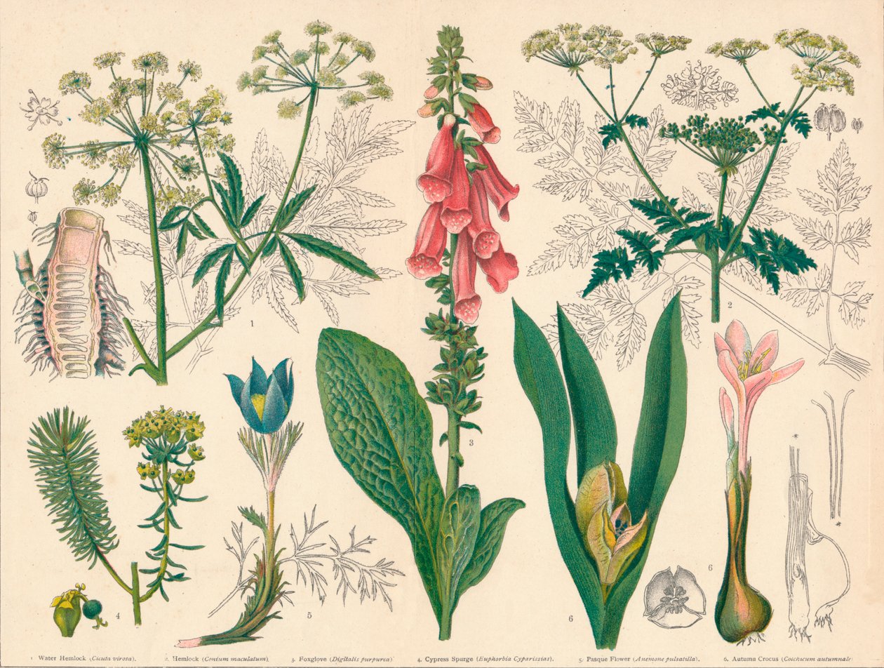 Britse giftige planten door Cassell and Co