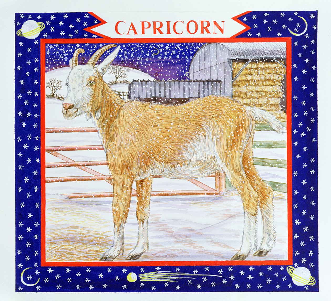 Steenbok door Catherine Bradbury