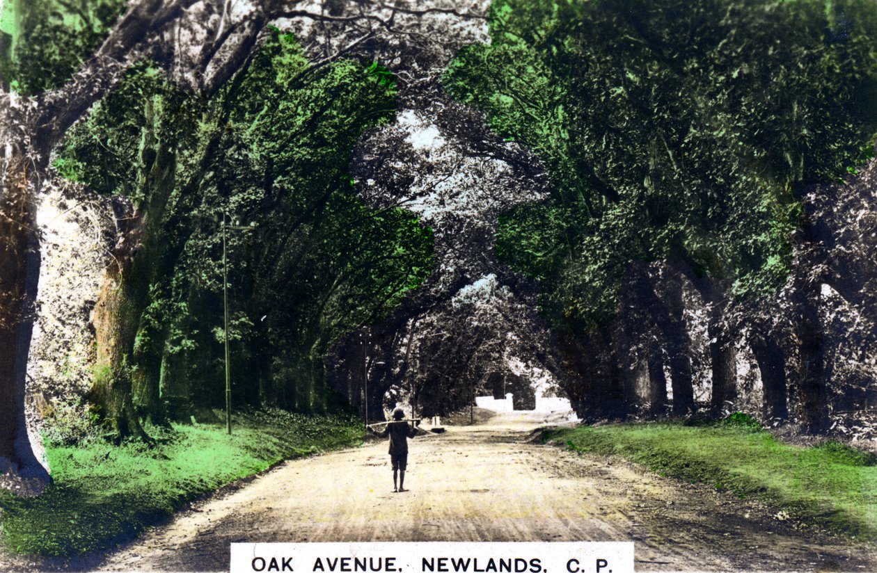 Eikenlaan, Newlands, Johannesburg, Gauteng, Zuid-Afrika door Cavenders Ltd