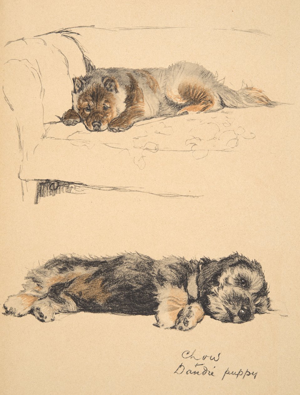 Chow en Dandie Puppy, 1930, Illustraties uit zijn schetsboek gebruikt voor 