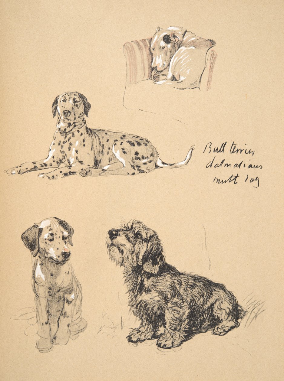 Bull Terrier, Dalmatiërs en Mutt Hond, 1930, Illustraties uit zijn Schetsboek gebruikt voor Just Among Friends, Aldin, Cecil Charles Windsor (1870-1935), later uitgegeven door Eyre and Spottiswoode Limited door Cecil Charles Windsor Aldin
