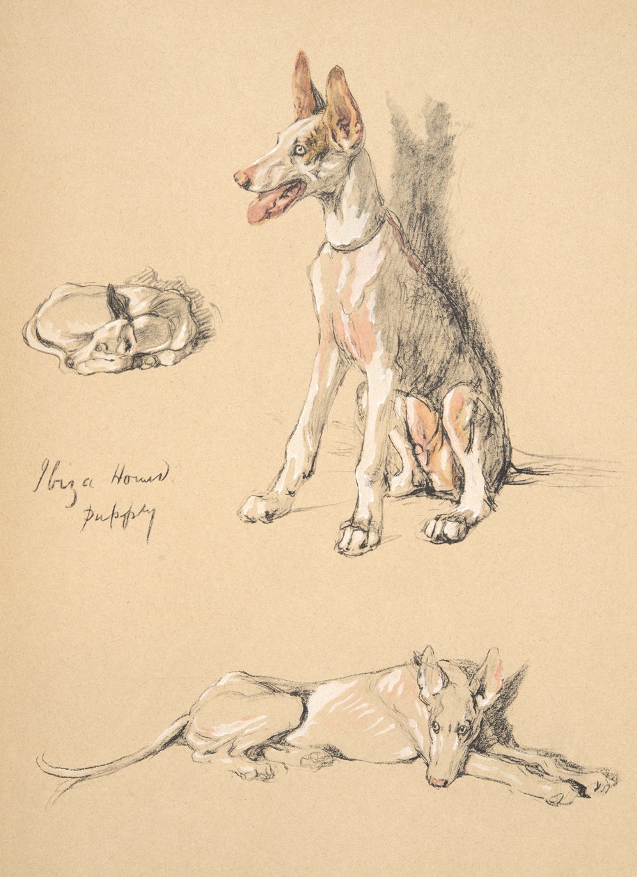 Ibiza Hondenpuppy, 1930, Illustraties uit zijn Schetsboek gebruikt voor Just Among Friends, Aldin, Cecil Charles Windsor (1870-1935), later uitgegeven door Eyre and Spottiswoode Limited, 1934 door Cecil Charles Windsor Aldin