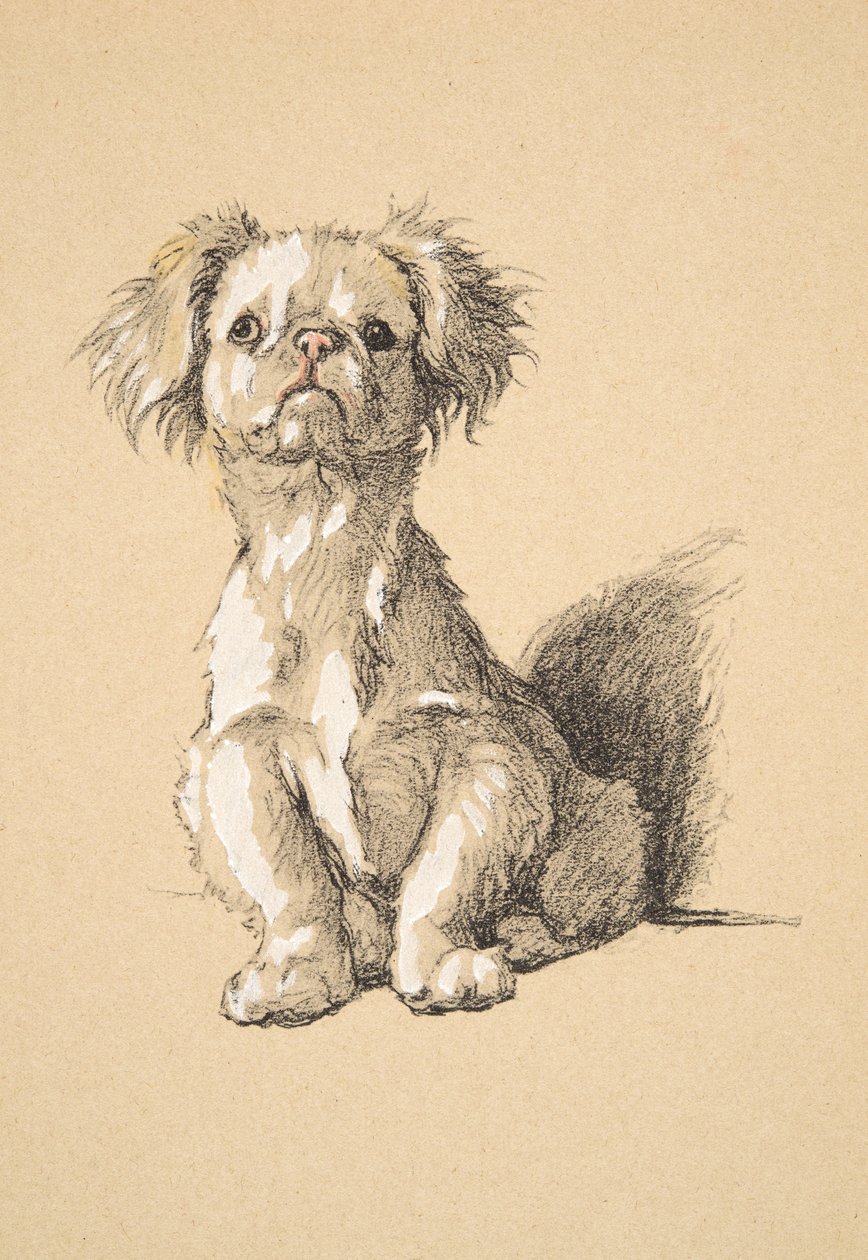 Peke, 1930, Illustraties uit zijn Schetsboek gebruikt voor Just Among Friends, Aldin, Cecil Charles Windsor (1870-1935), later uitgegeven door Eyre and Spottiswoode Limited, 1934 door Cecil Charles Windsor Aldin