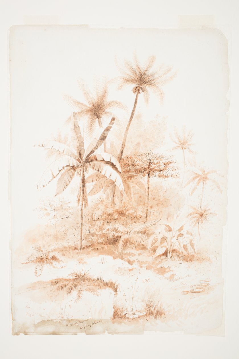 Tropische vegetatie, Loyaliteitseilanden door Charles Heaphy