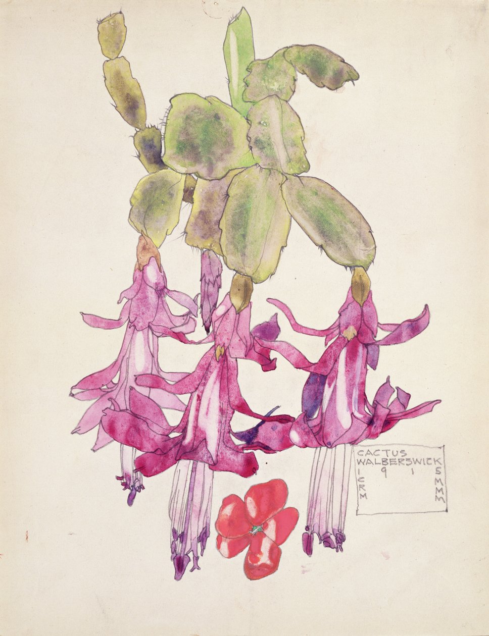 Cactus Bloem door Charles Rennie Mackintosh