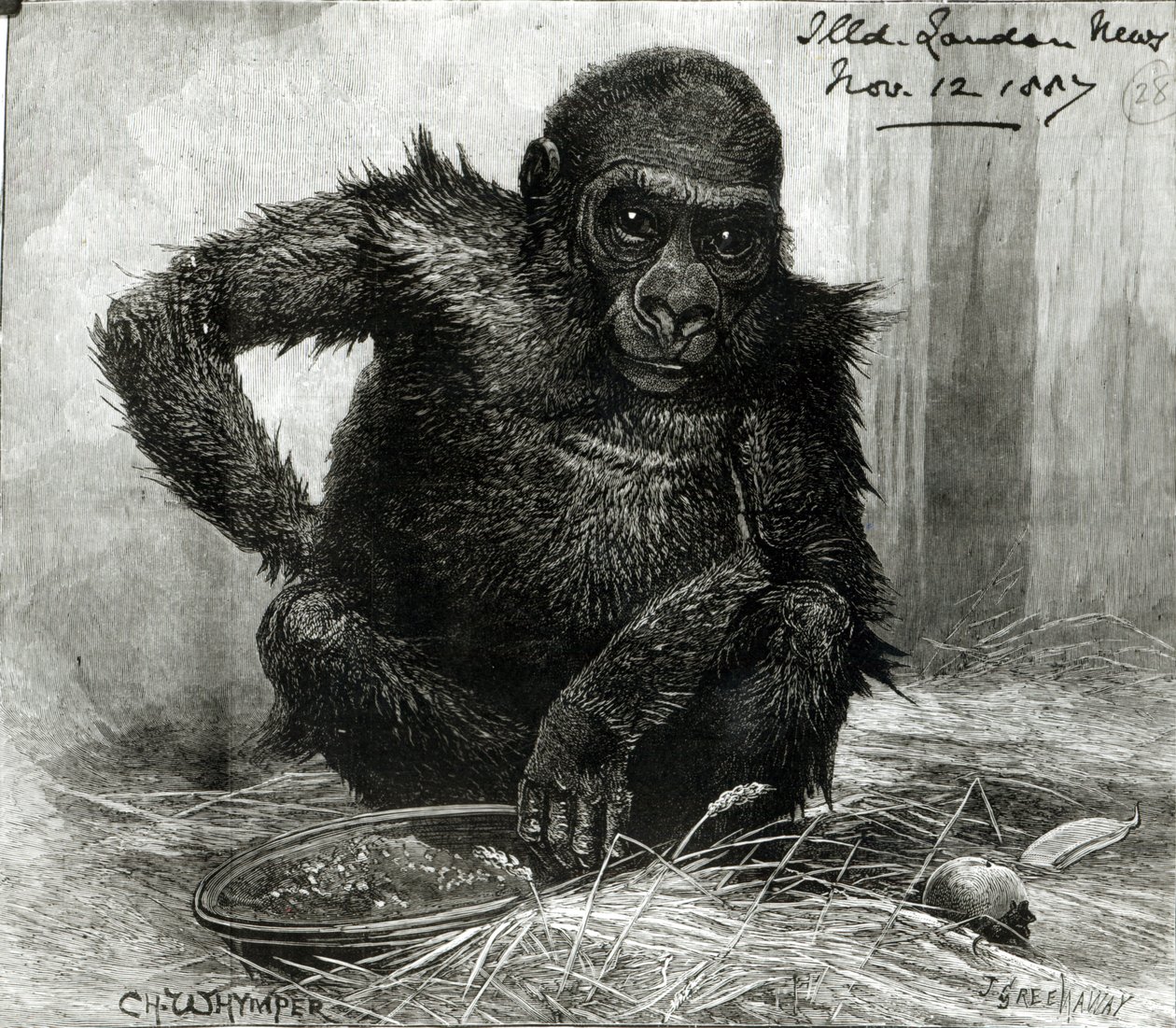 De gorilla in de tuinen van de Zoological Society, uit de 