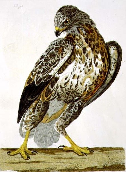 De Buizerd (Buteo buteo) plaat uit 