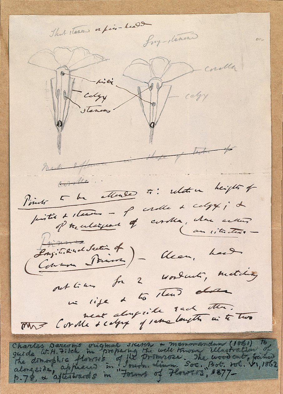 Autograaf schets van de dimorfe bloemen van de sleutelbloem, 1861 door Charles Darwin