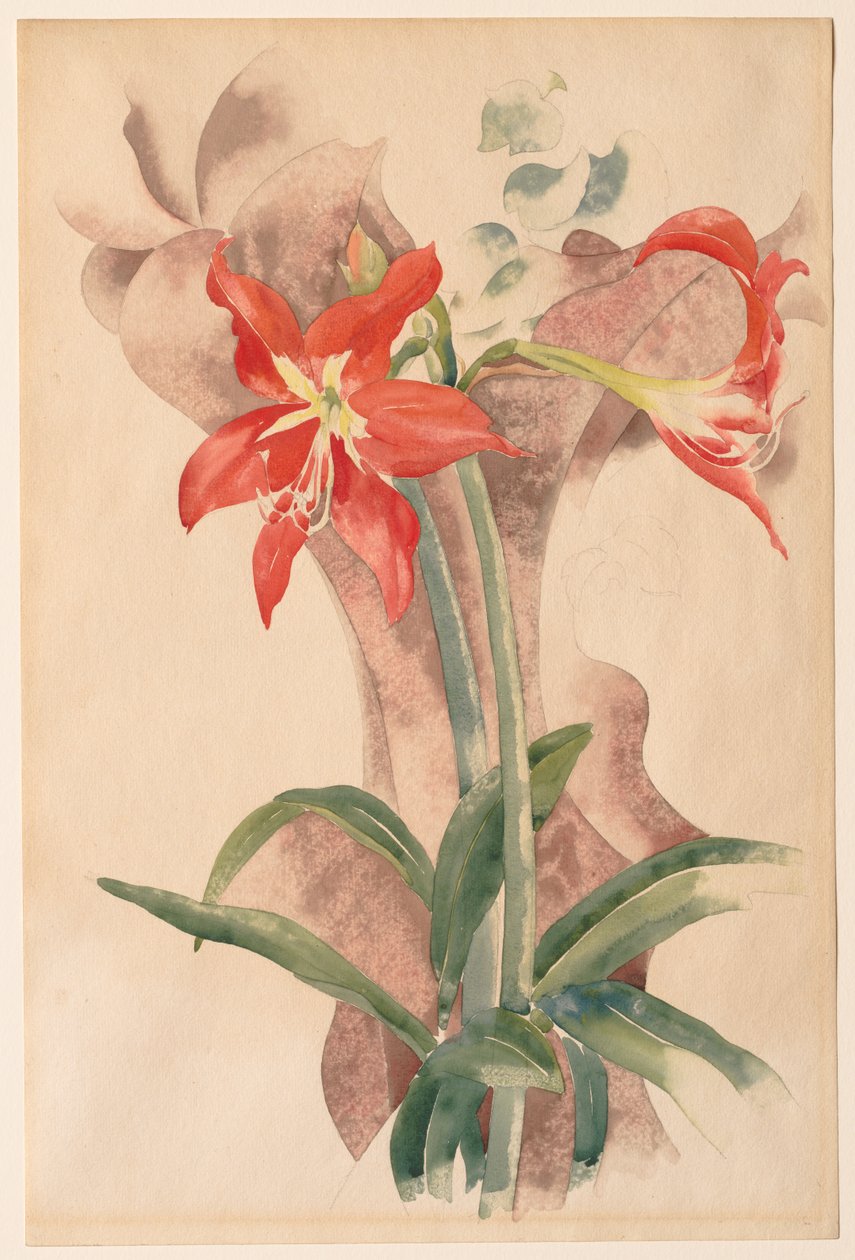 Amaryllis door Charles Demuth