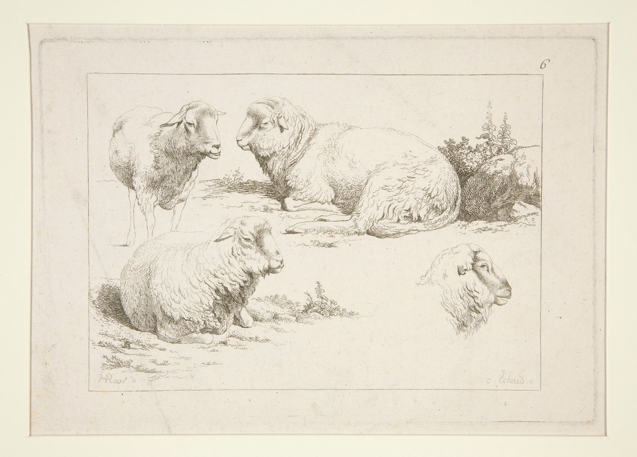 Studie van Schapen door Charles Echard